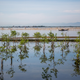 A fishing boat floats past the site of the Hai Duong Commune mangroves